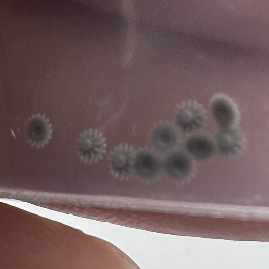 Intermediate date wheel for NH05 NH06 movement, spare watch part.