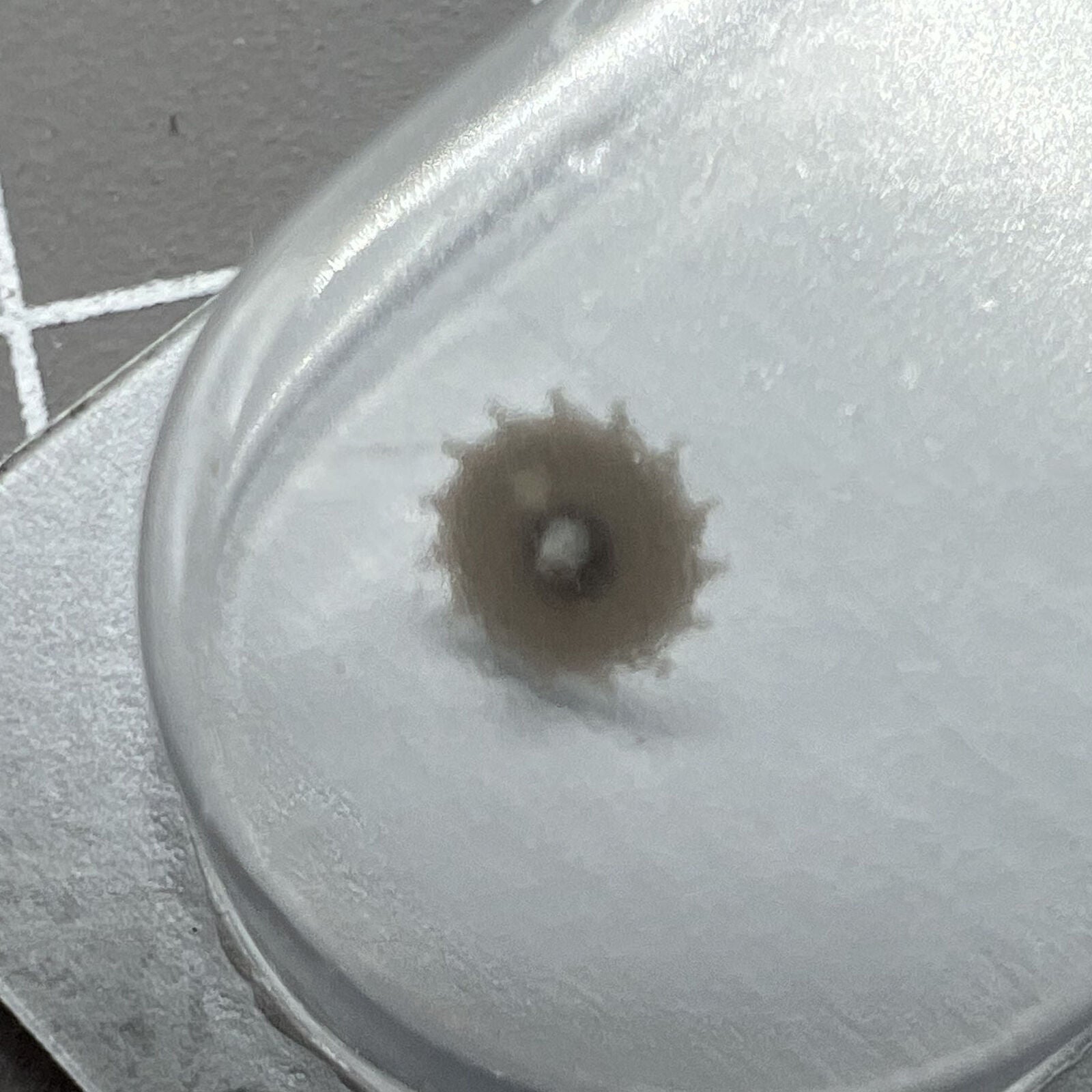 Escape wheel for ETA C01.211 movement by ETA, precision watch part #705 ensuring accurate timekeeping.