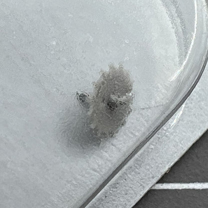 Escape wheel for ETA C01.211 movement, precision part #705 ensuring accurate watch timekeeping.