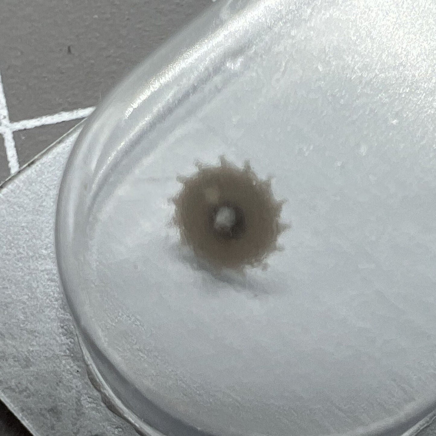 Escape Rad Universal für ETA C01.211 Uhrwerk Modell Ref C01 211 705